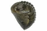 Wide, Curled Pedinopariops Trilobite - Excellent Eye Facets #372398-2